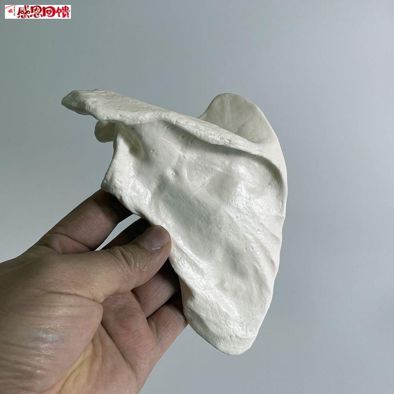 康泰模型人体肩胛骨模具医学C示教关节高仿真塑胶骨头标本美艺道