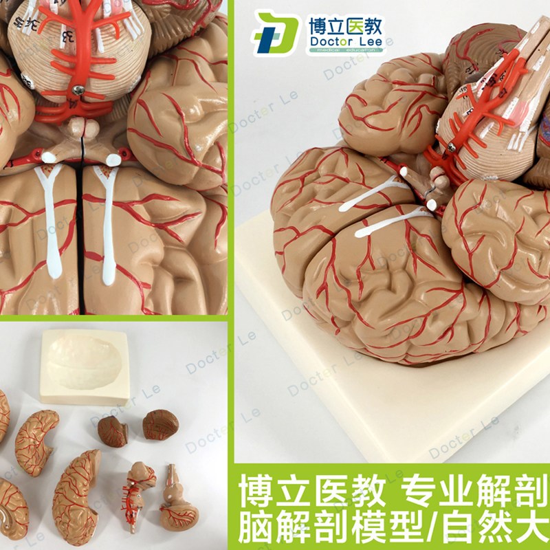 人体脑解剖模型脑j模型 脑干模型脑结构模型仿真大脑模型医用教学