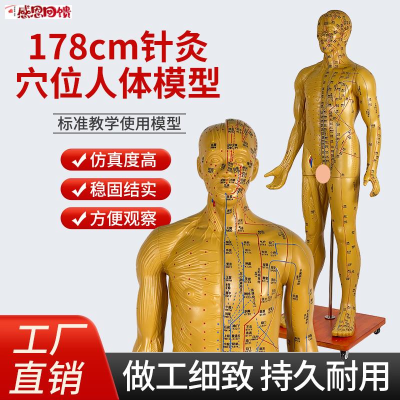 人体穴位模型170 1n78CM半肌肉解剖中医针灸全身铜人 成人11经