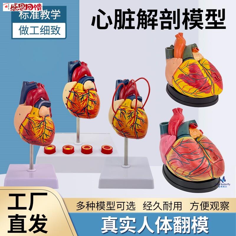 人体标准心脏解剖模型 B超彩超可拆卸自然大心V脏医学教学教具模