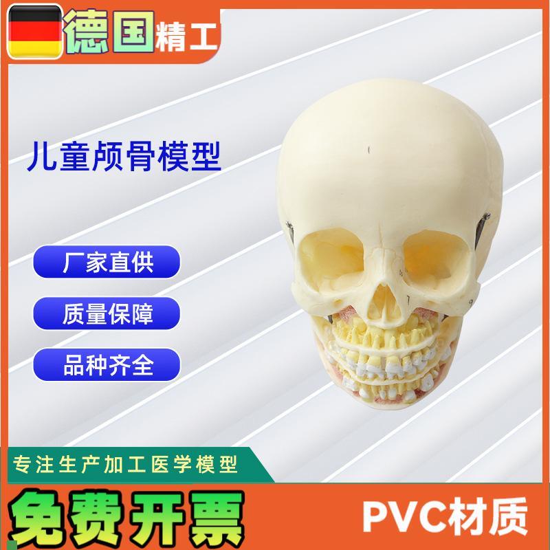 少儿颅骨模型医学人体头骨颅骨PVC仿H真骨科教学模具少儿病理研究
