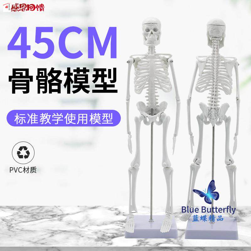 45CMZ人体骨骼模型 全身骨架模型 成人小骷髅教学模型 脊椎模