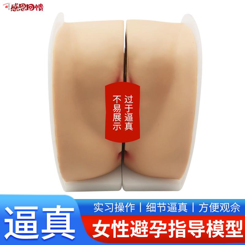 女性生殖器模型宫颈子宫阴道卵巢妇科检查生殖V私密教学1比