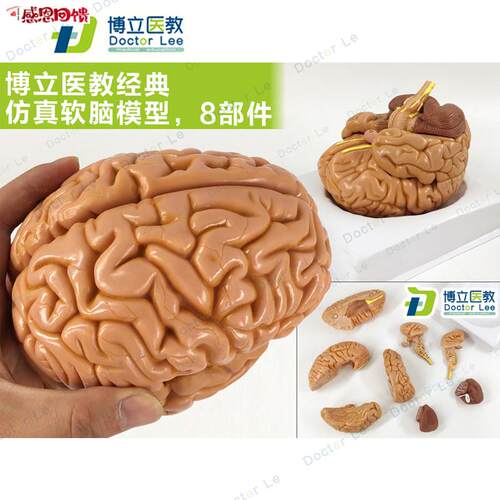 教学仿真脑附动脉模型优k质1:1自然大脑带动脉解剖皮层标本分8部