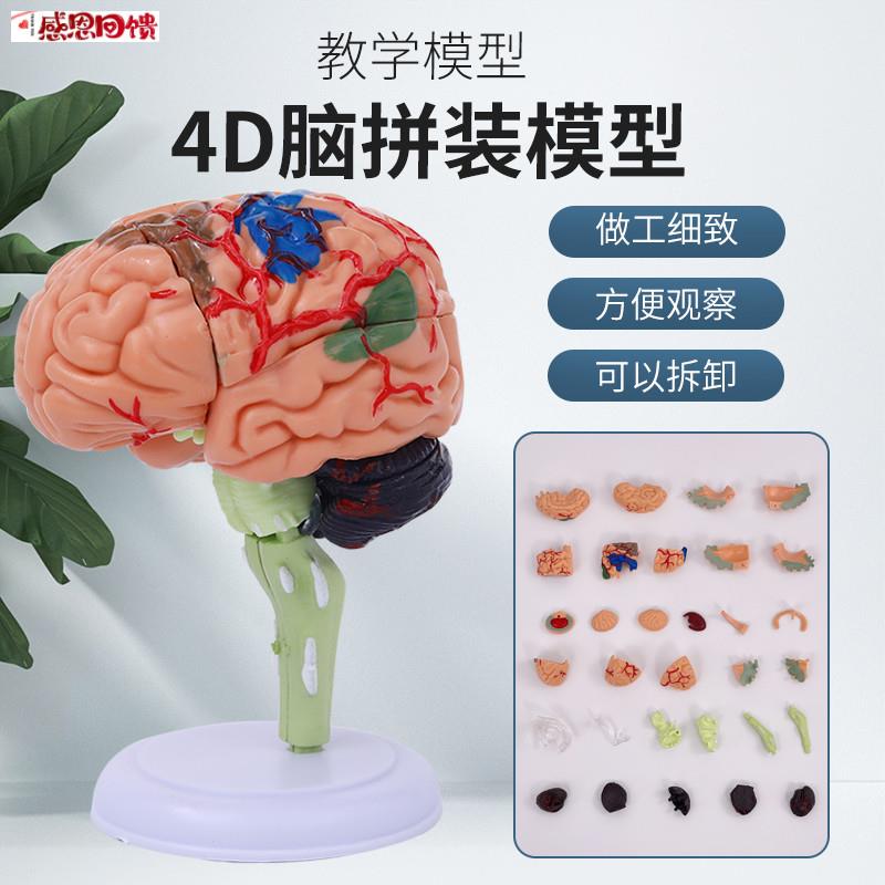 幼儿益智拼装脑模型大脑解剖模型 脑结构模型T 4D拼装人体解剖模