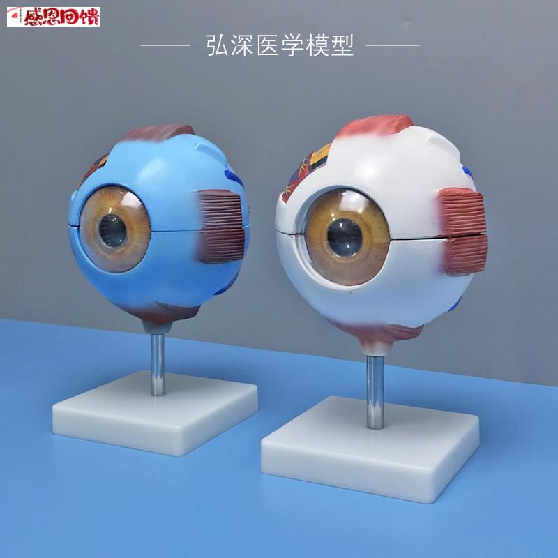眼球模型人体眼睛结构6倍放大可J拆五官医学模具眼部视力教学道