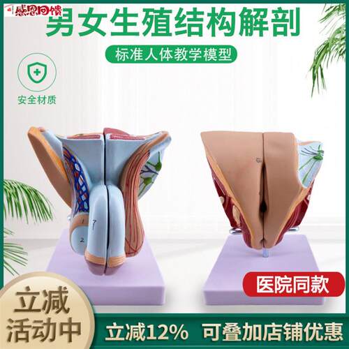 人体器官结构解r剖模型可拆装男女性生殖矢装剖面医学教学演示教