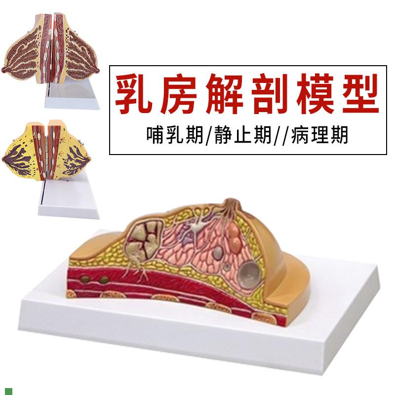 乳房模型胸部解剖模型静止期哺乳期女性病变乳腺S结构乳房医学教