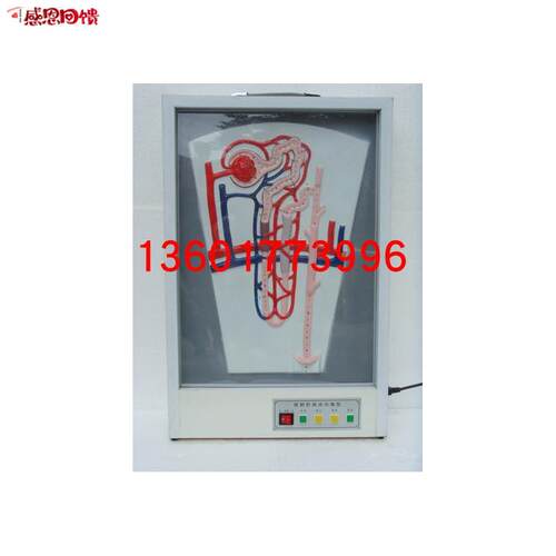 泌尿系统I模型 尿液的形成模型 尿液的形成动态模
