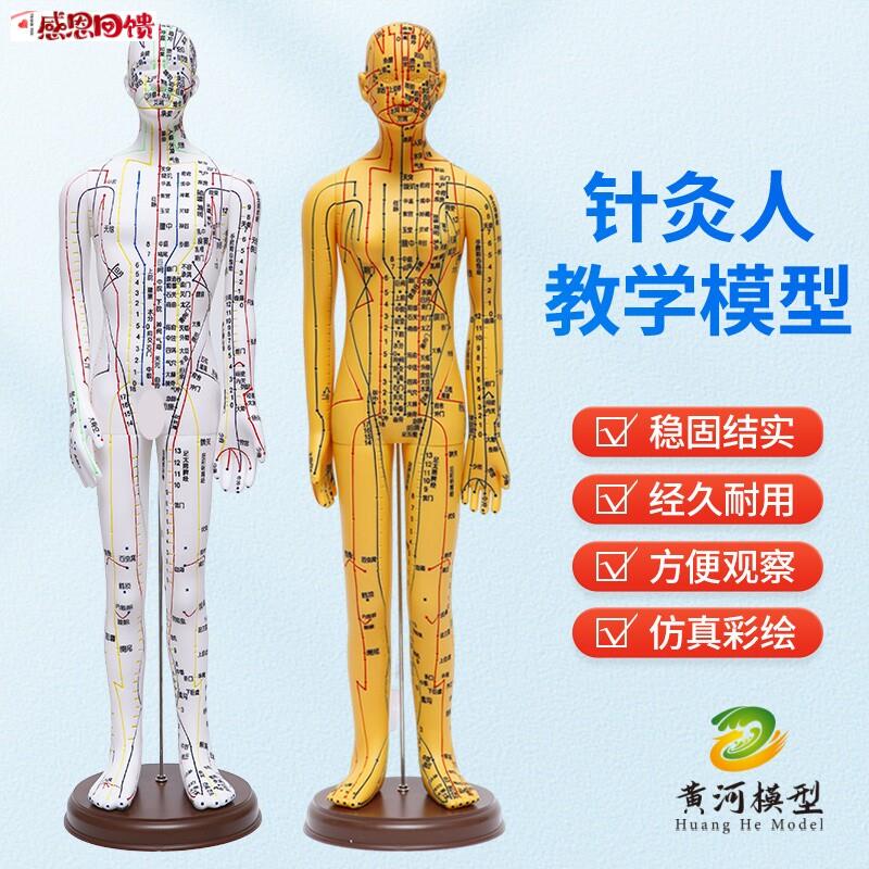 针灸人体模型医用扎针练习f小皮人十二经络穴位图模特软胶扎针练