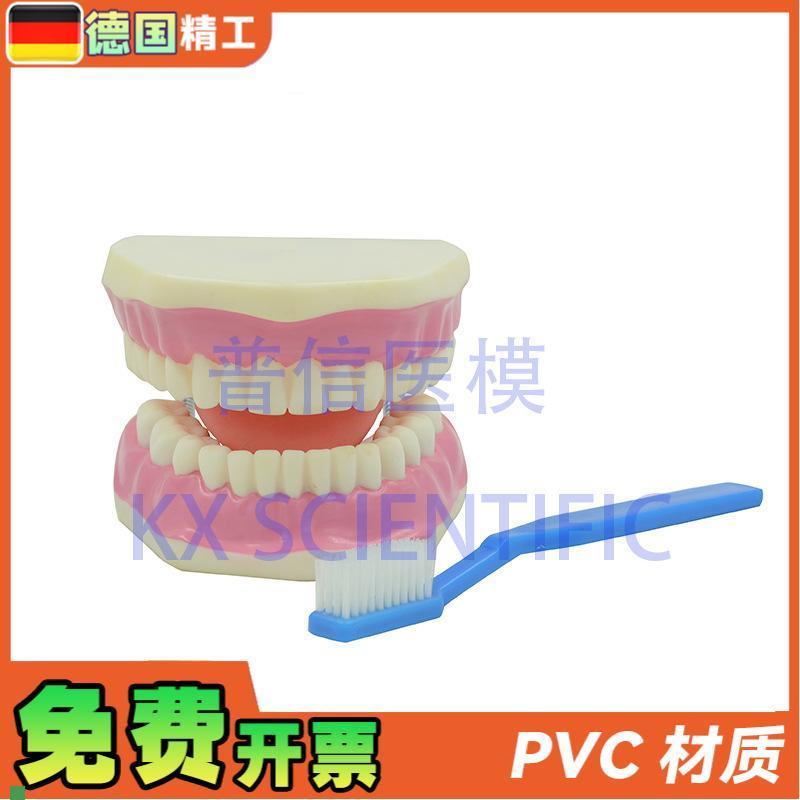德国】KX-A520普信牙科口腔模型刷牙L教学牙医教具放大牙保健