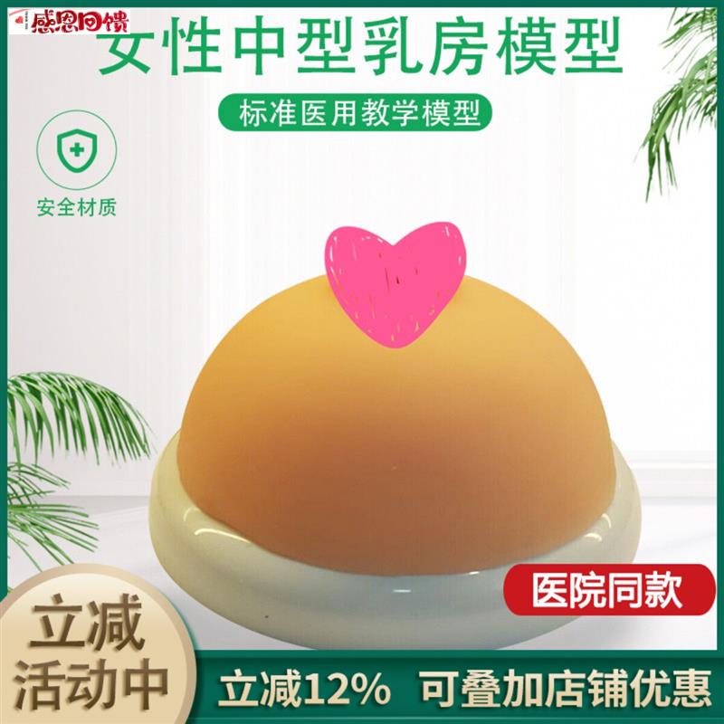 女性乳房模型催乳师培训教h学教具中型硅胶乳房模型医院用演示模