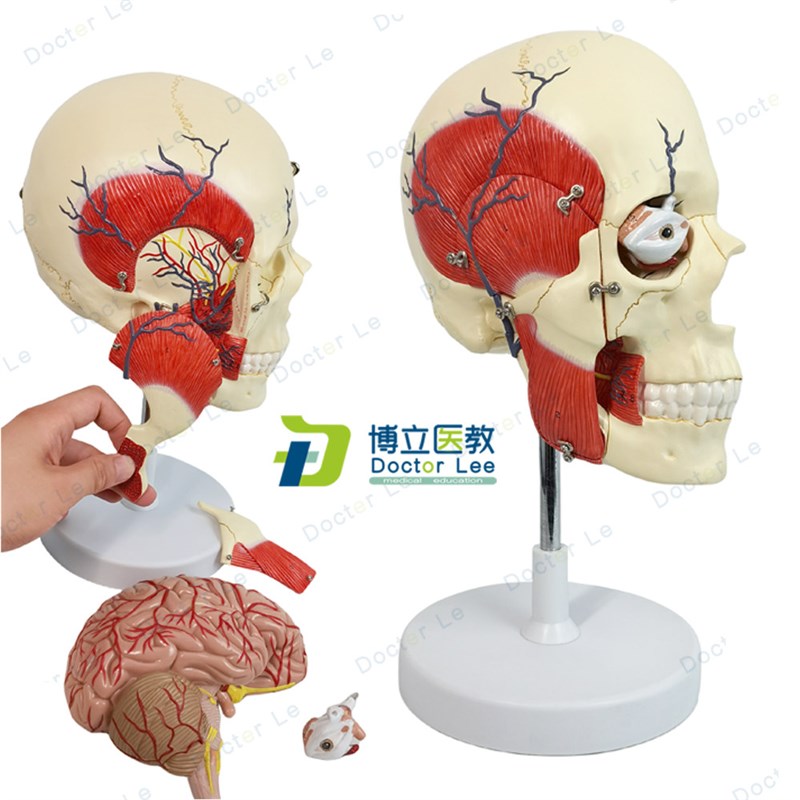 人体咀嚼肌模型 颌n面部肌肉神经咬肌颞肌三叉神经 脑解剖模型