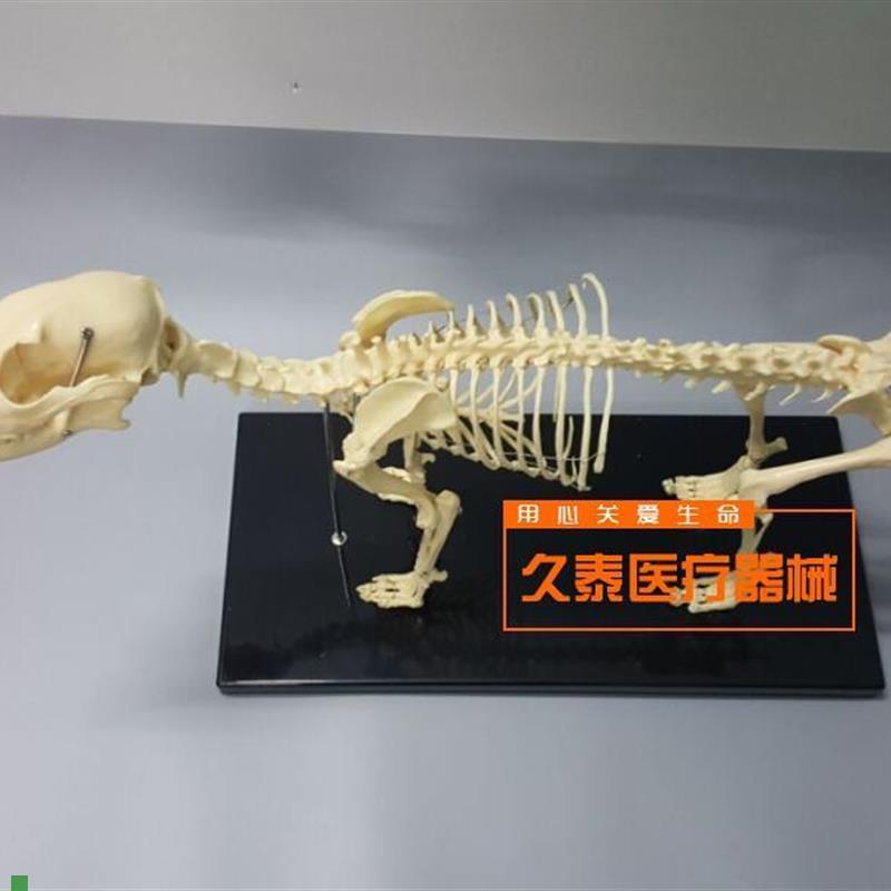 骨科器械狗骨h骼标本模型宠物动物狗猫犬教学骨架骨头骨骼模型