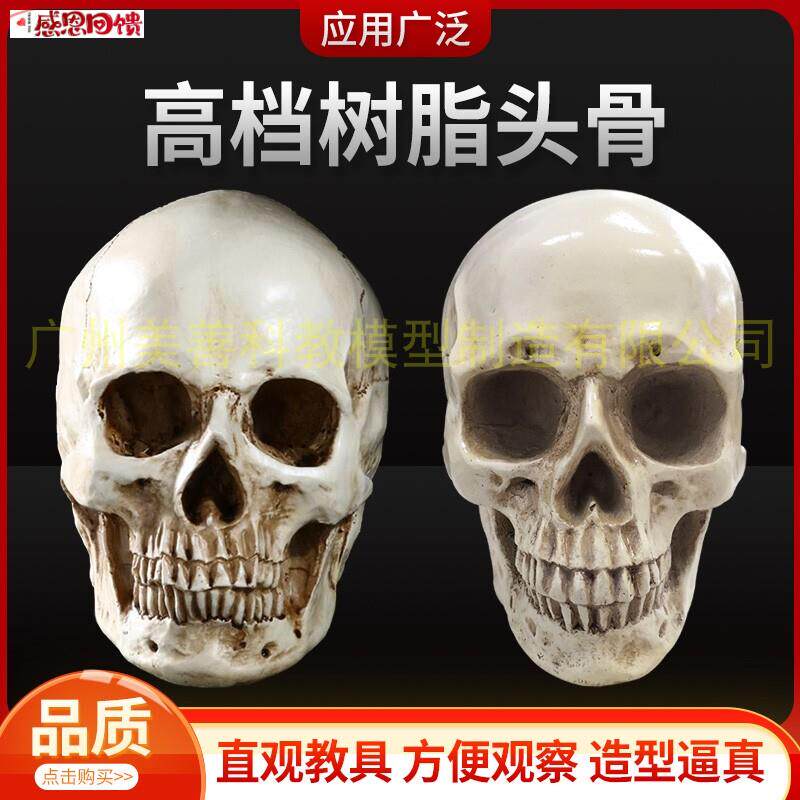 美术素描艺用头骨绘画模型人体M头骨模型树脂骷髅头办公摆件工艺