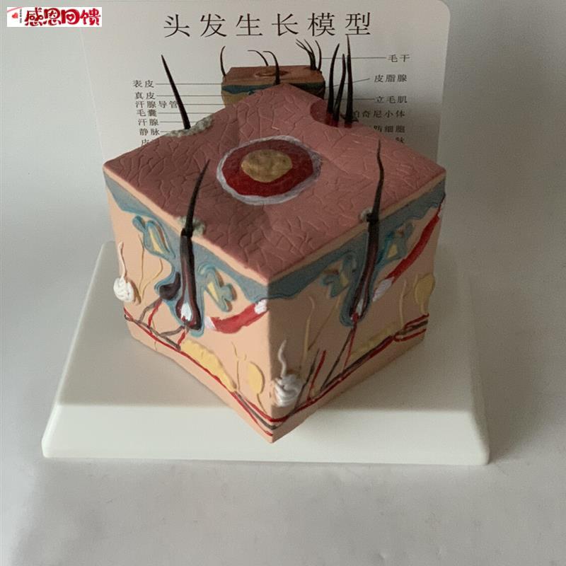 人体头发生长过程教学模型f毛囊堵塞毛孔粗大毛细血管毛发神经血