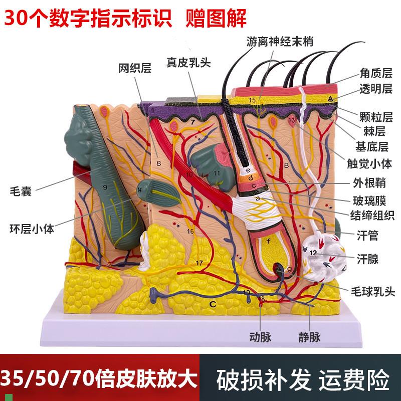 50倍人体皮g肤组织结构放大解剖模型医学美容整形立体皮肤放大模