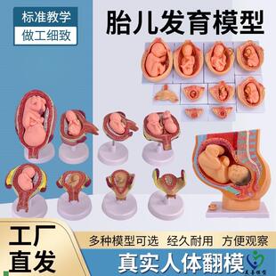 妇产科女性盆腔附足月胎儿模型妊C娠发育九个月胎儿子宫生殖模型