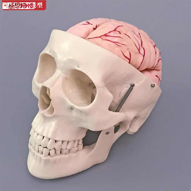 头骨模型人体骨i头颅骨骼结构造带大脑动脉骷髅头医学教学模具教