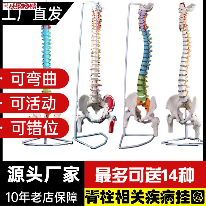 正骨彩色椎体人体脊柱模型人体骨骼模型大脊j椎成人1:1带胸椎骨