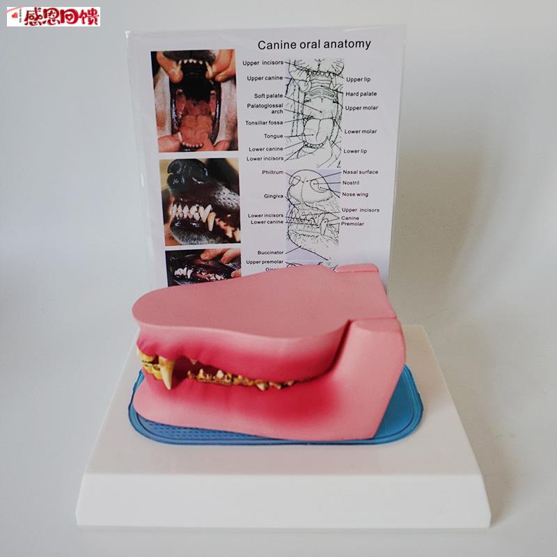 狗牙病态与健康模型犬科兽医动物骨N骼宠物兽医教学教仪厂家包