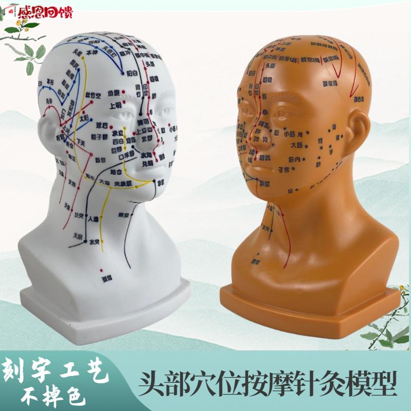 高清头部穴位模型针灸刻字头模带穴位全脸面部U假头腧穴人体按摩