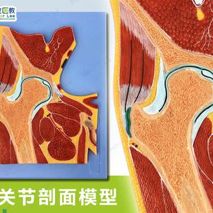 人体断层扫描髋k关节切面浮雕髋关节断层解剖学模型ct