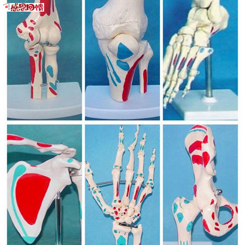 包邮脚.手.肩A.肘.膝.髋关节 6件套人体骨骼模型 教学医用模