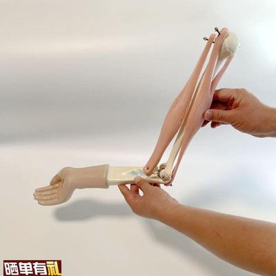 现货人体肘关节活动模型肱二w和肱三头肌骨骼肌运动伸曲生物课配
