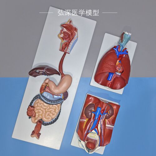 人体消化/呼吸/泌尿系统模型胃肠喉心H肺内脏器官解剖医学教学模