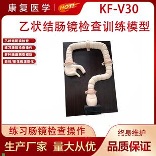 乙状结肠镜检查模型肠镜检查演示训练教学模S型自然大肠镜模型