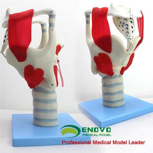 颐诺正品喉结构与功能放大模y型耳鼻喉科五官科喉模型声乐教学