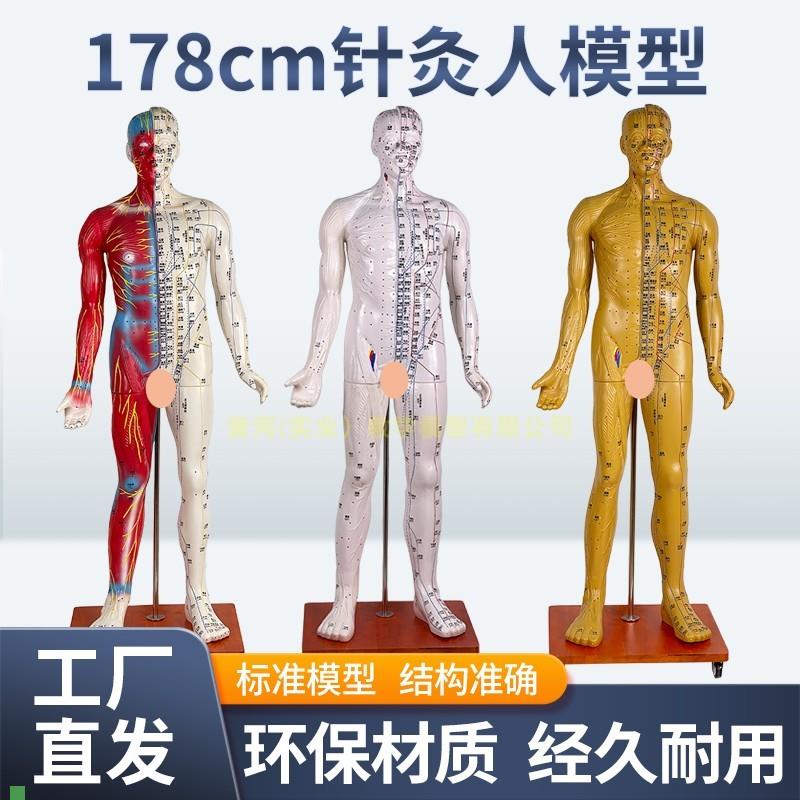 170CM人体针灸模型针灸铜人模型178cm中医经络穴位W模型穴位清晰