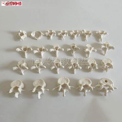 24节脊椎骨模型仿真1比1塑胶骨头颈椎胸椎腰椎K骶骨小针刀正骨康