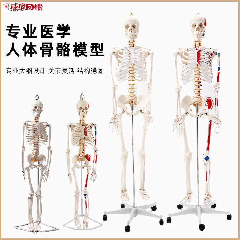 85cm人体骨骼模型17G0cm骨架人体骨架成人大白骷髅标本教学脊椎