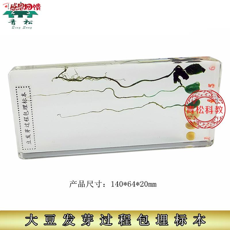 人工琥珀D中小学教材标本认知玩具生物教学包埋大豆发育生长过
