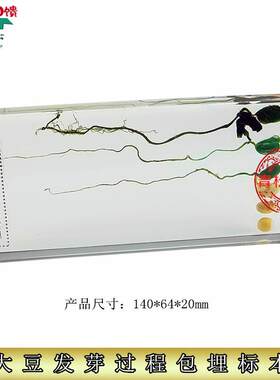 人工琥珀D中小学教材标本认知玩具生物教学包埋大豆发育生长过