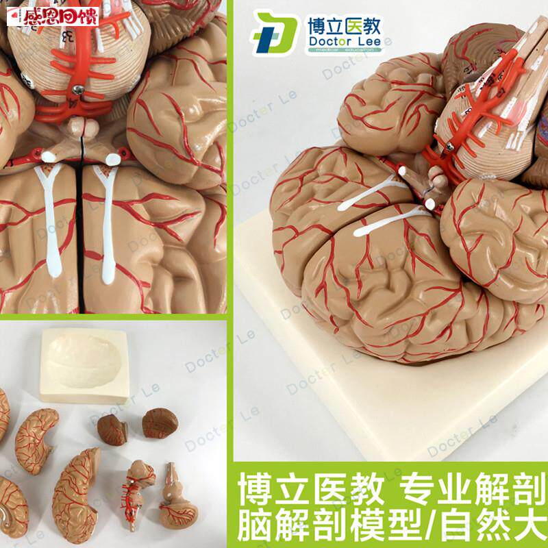 人体脑解剖模型脑模型 脑干w模型脑结构模型仿真大脑模型医用教