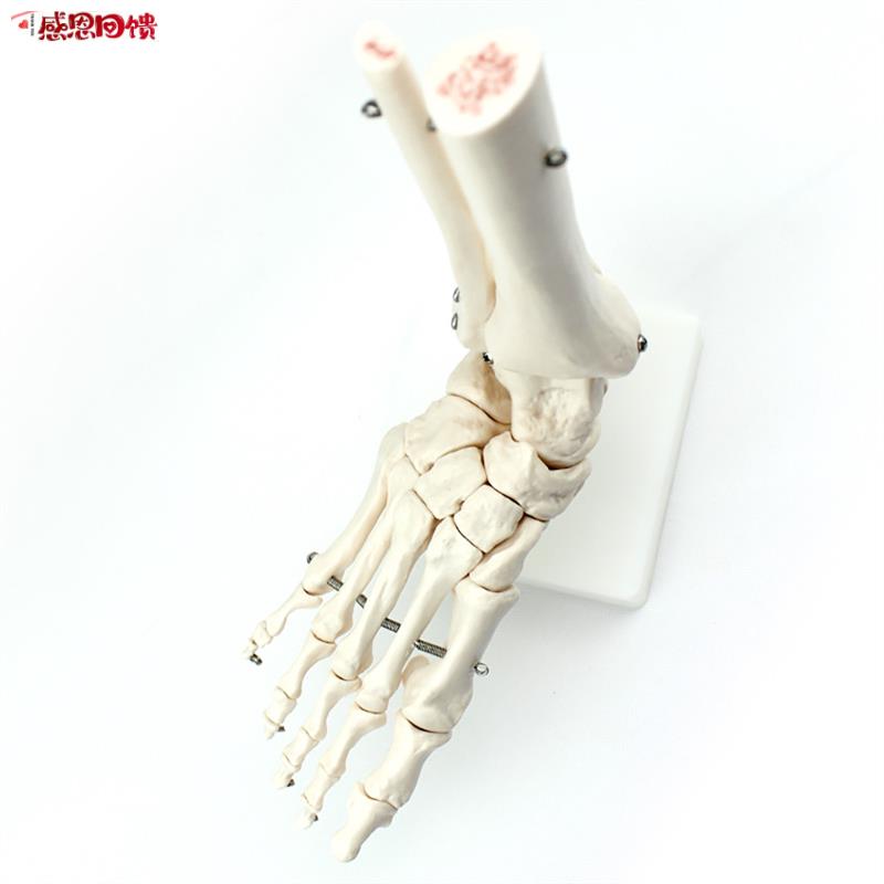 ENOVO颐诺S人体医学人体足踝关节模型 足关节 脚关节手足外科胫