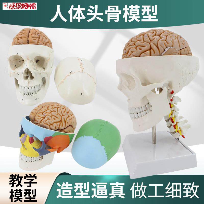 医学人体大脑解剖脑功能X分区皮层躯体运动结构图教学模型拆卸颅