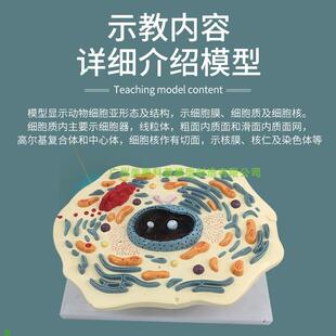 动物细胞模型显微结构解y剖模型教学教具生物教学模型
