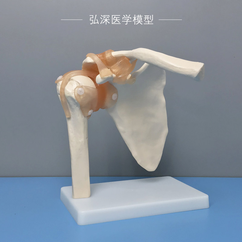 人体关节模型成人骨骼手脚踝头骨盆肩膝肘髋骨R科韧带肌肉医学教