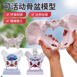 动态女性腰椎骨盆骨骼模型关节可活动迷你小盆骨产康人.体医用骨