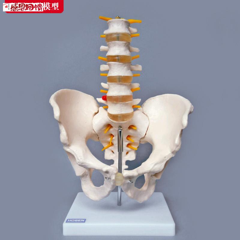 骨盆带五节腰椎关节模型盆骨骼神经构造髋骨尾骨w结构医学教学模