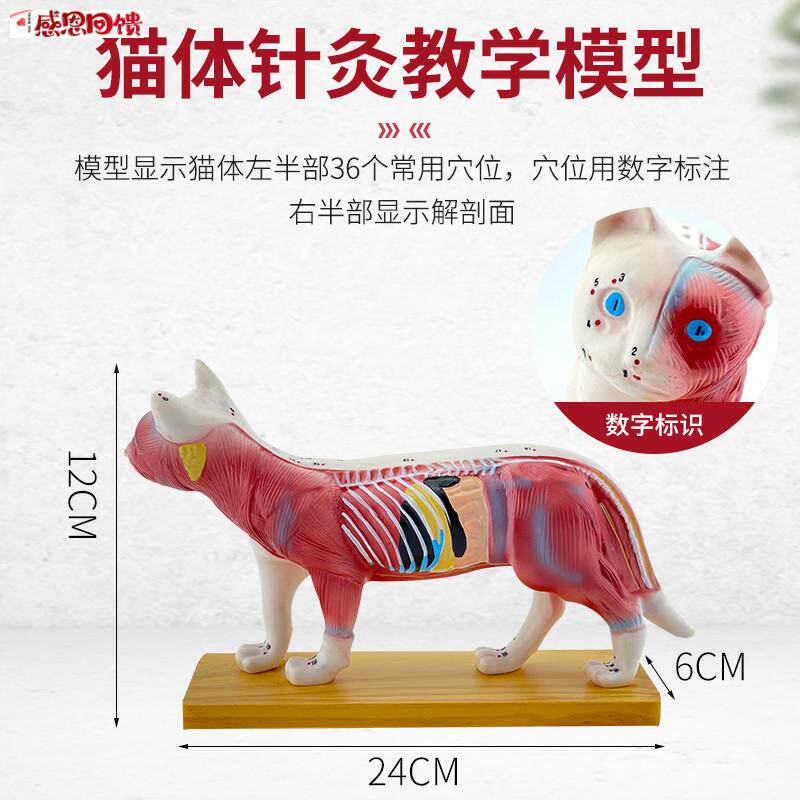 正品 猫体针灸模型 兽医学n习动物解剖模型 宠物模型动物针灸模