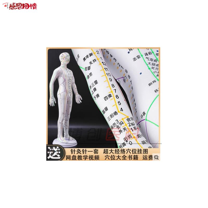 人体针灸模型人经络T穴位中医全身十二铜人模特图可扎针练习小皮