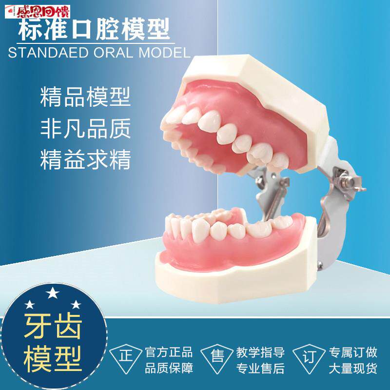 标准牙颌模型备牙排龈练习 牙粒 牙齿s 可替换 欧美标准28颗牙模