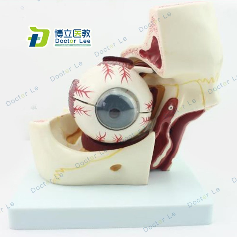 眼球眼眶解剖j结构放大模型人体感觉器医学眼球模型