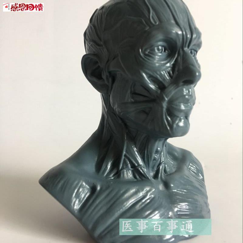设计绘画CG参考医u用头骨胸像 艺用人体肌肉骨骼解剖结构模型美