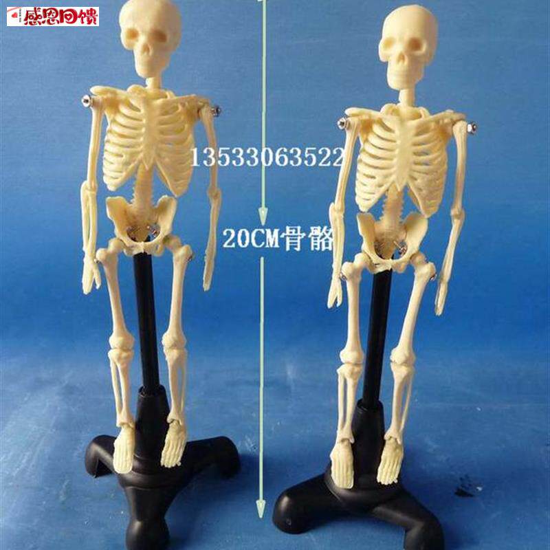 20cm 人体骨骼拼装模型 益H智玩具 人体骨架 骷髅模